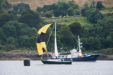oystercatcher 3245c elizabeth g whyw16 wed 800 3110w